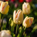 Tulipe 'Graceland'