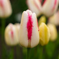 Tulipe 'Graceland'