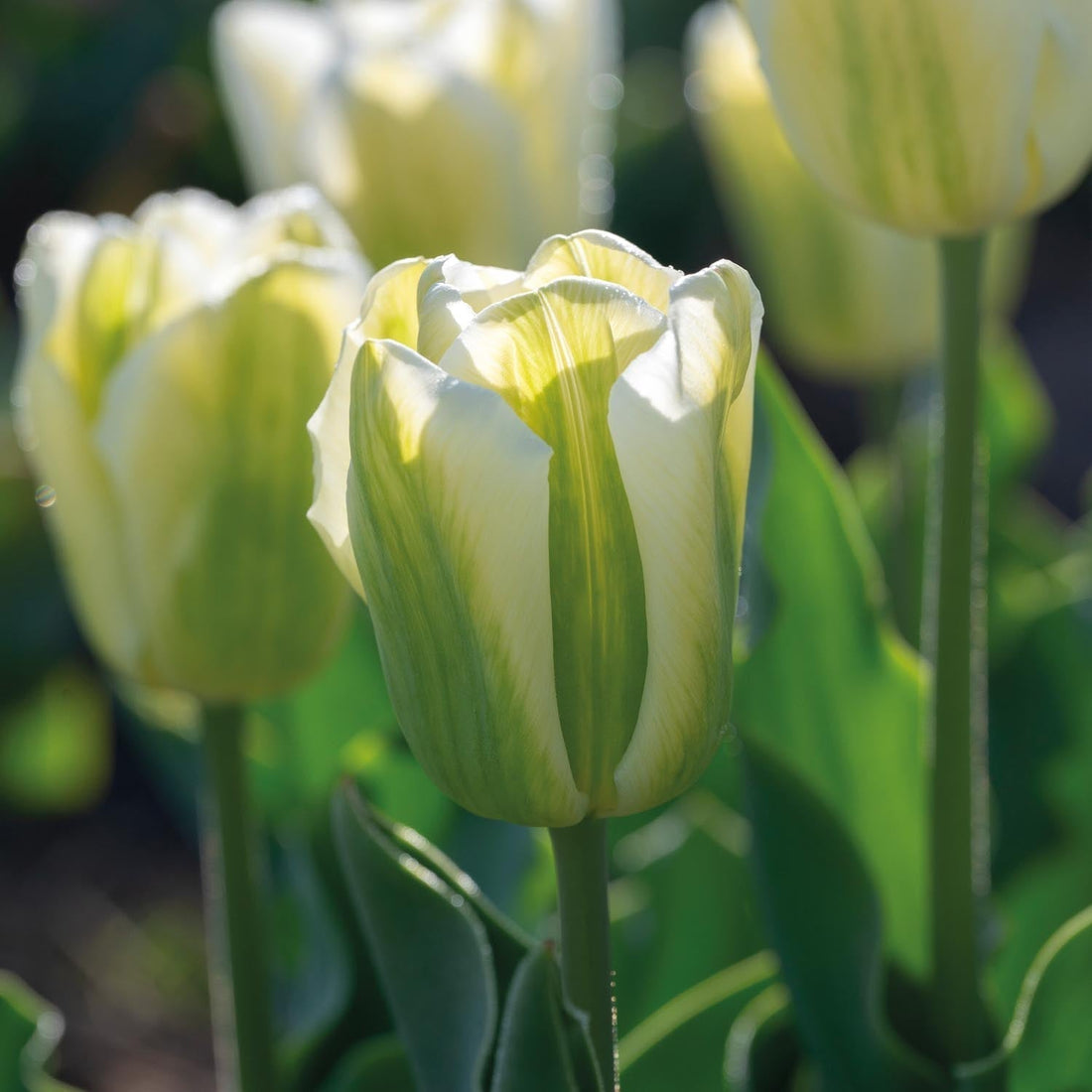 Tulipe 'Green Spirit'
