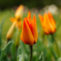 Tulipe 'Greetje Smit'