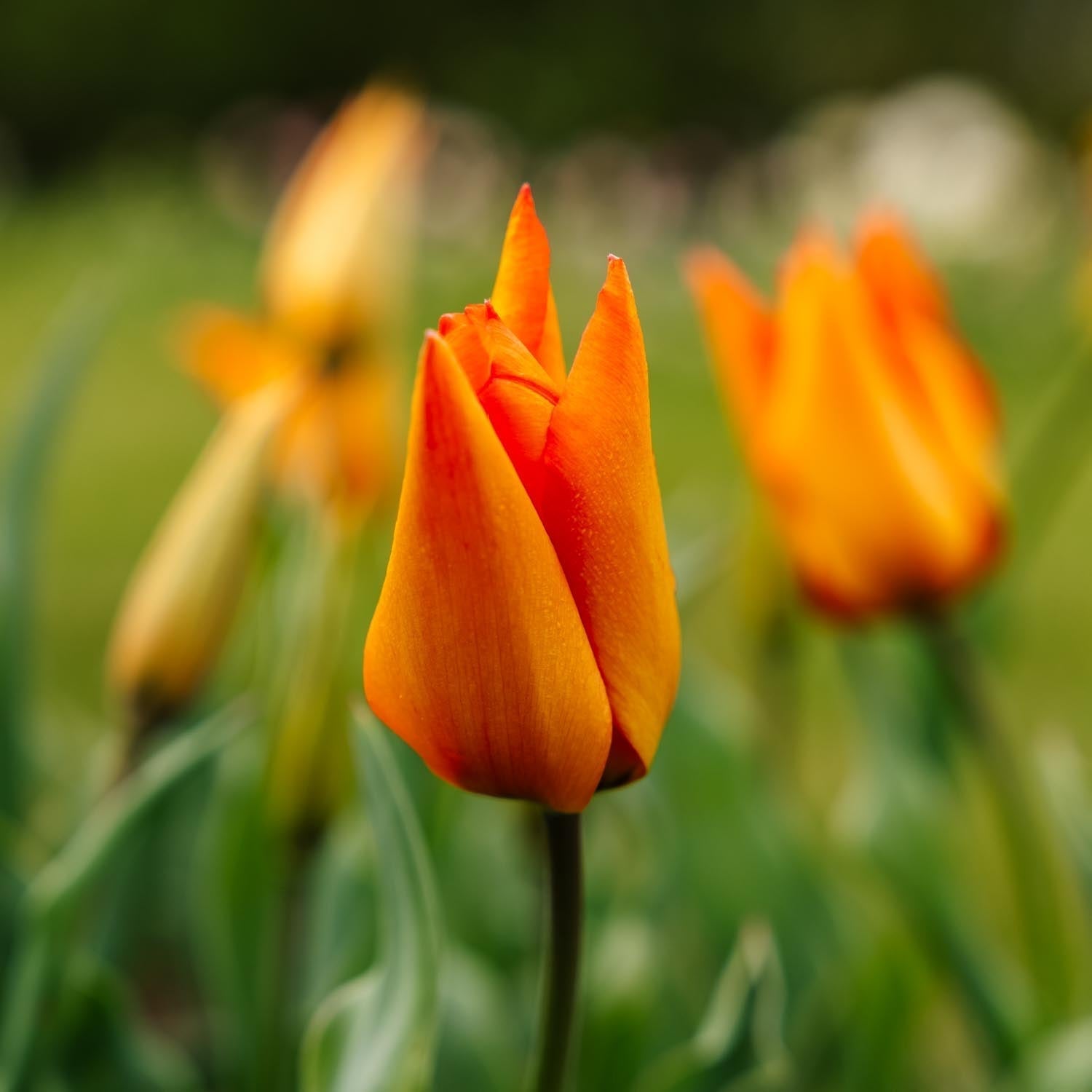 Tulipe 'Greetje Smit'