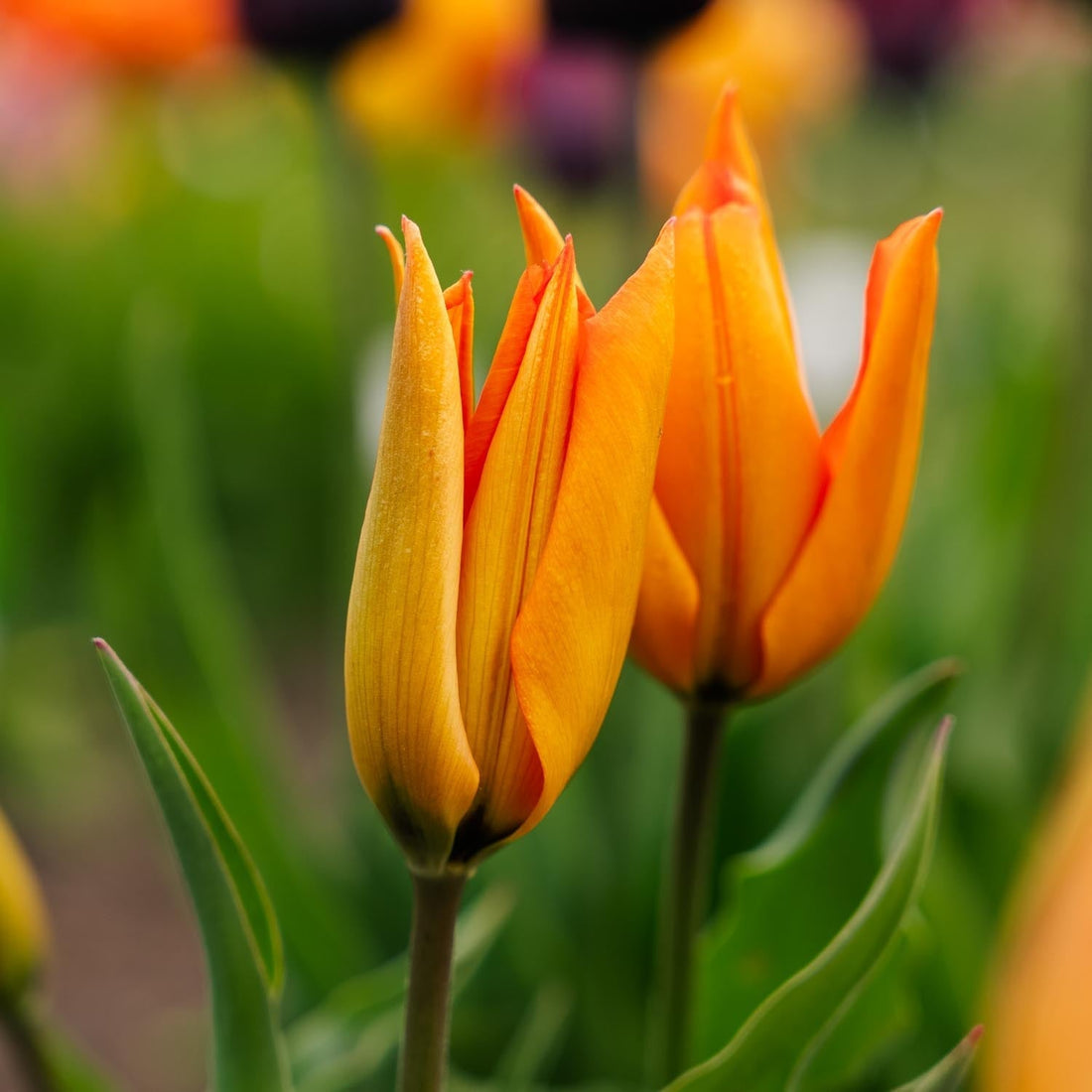 Tulipe 'Greetje Smit'