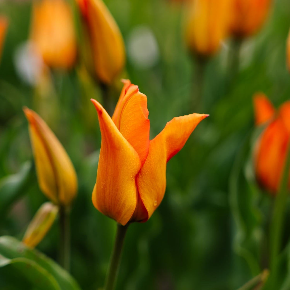 Tulipe 'Greetje Smit'