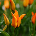 Tulipe 'Greetje Smit'