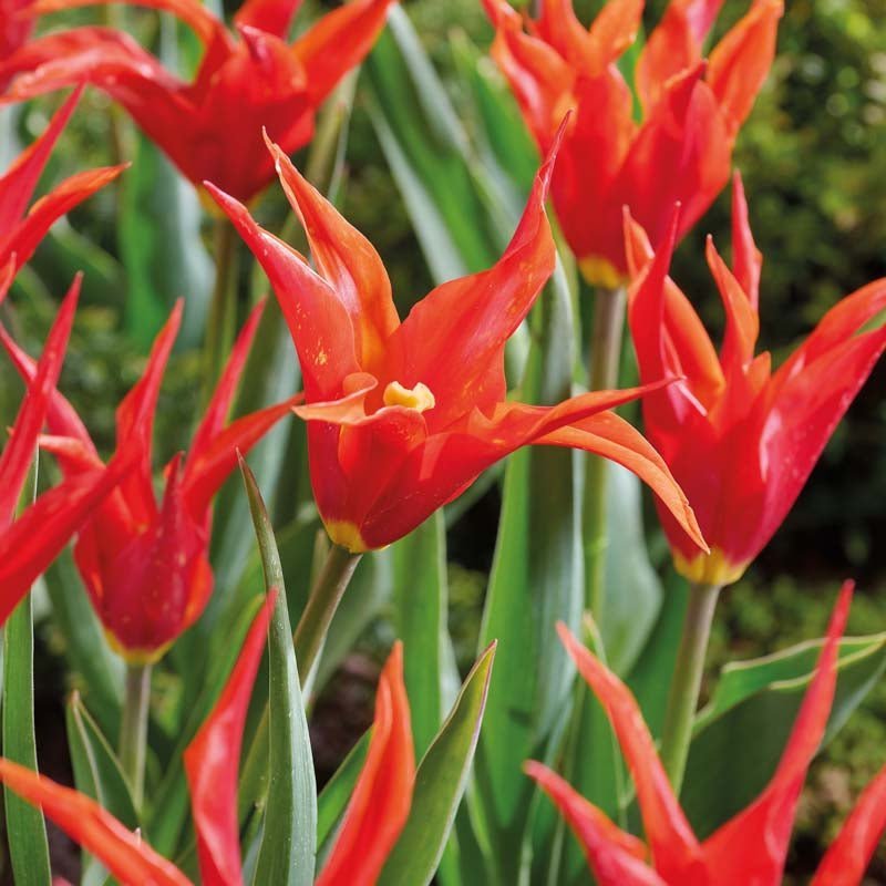 Tulipe 'Greetje Smit'