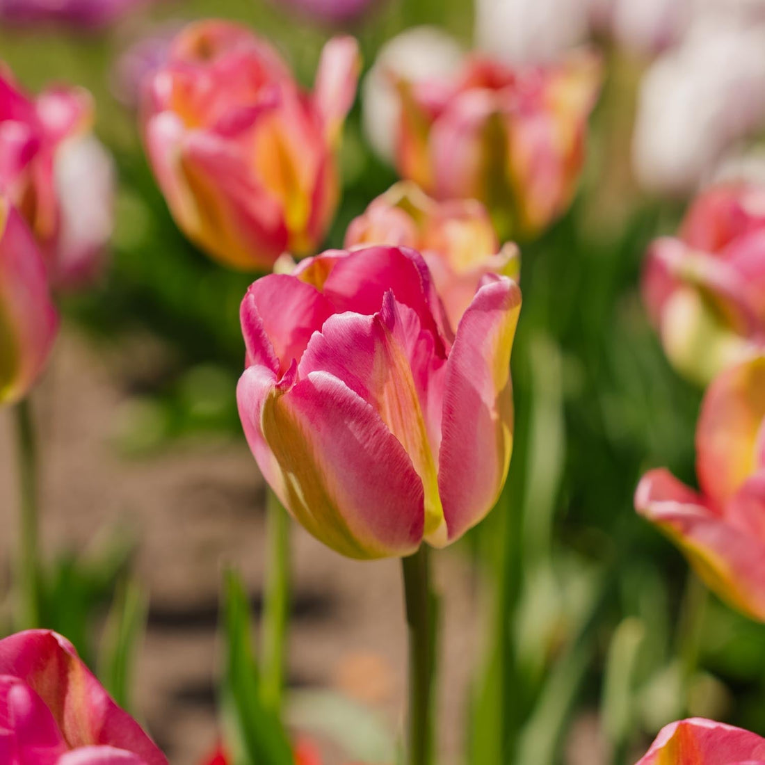 Tulipe 'Groenland'