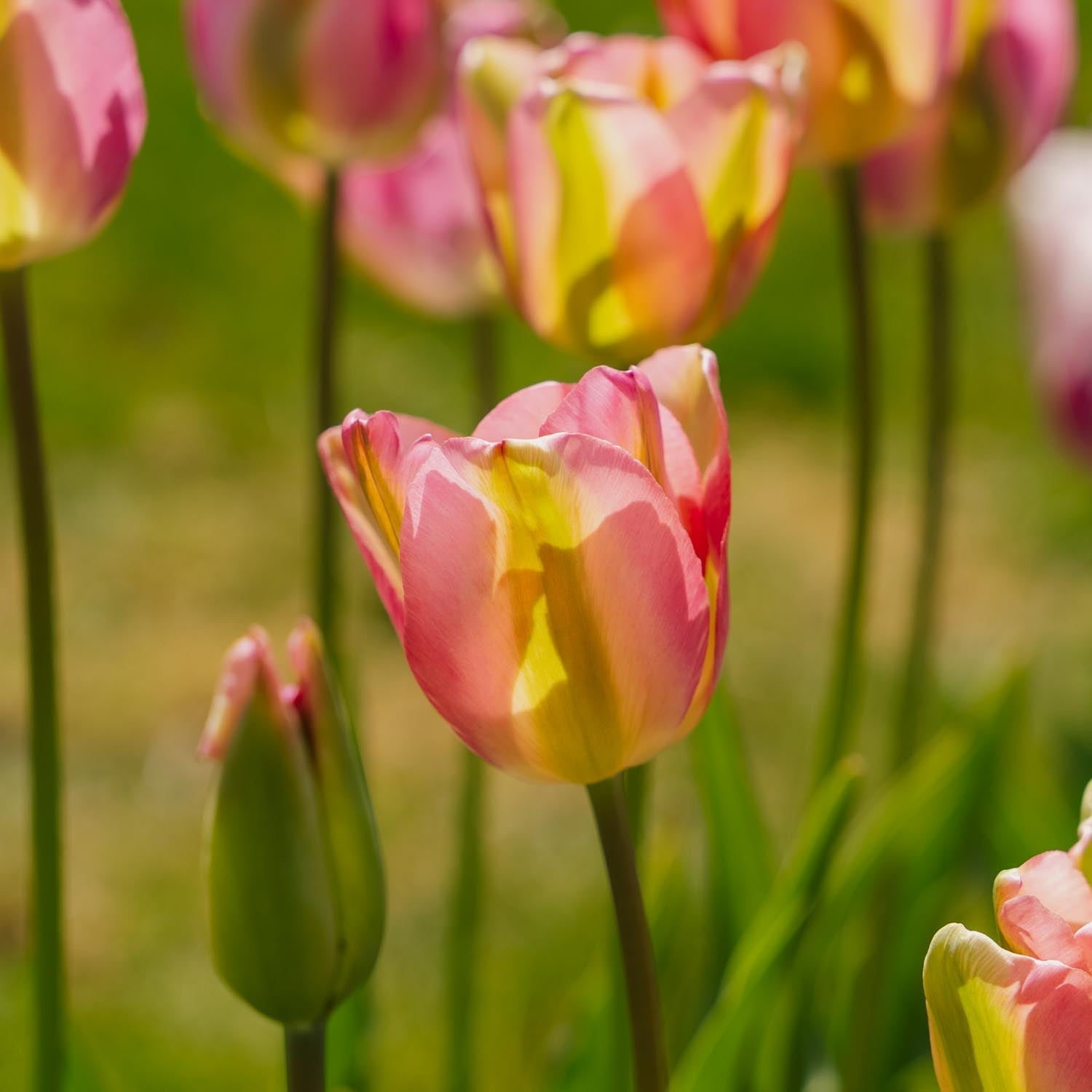 Tulipe 'Groenland'