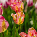 Tulipe 'Groenland'