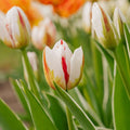 Tulipe 'Happy Generation'
