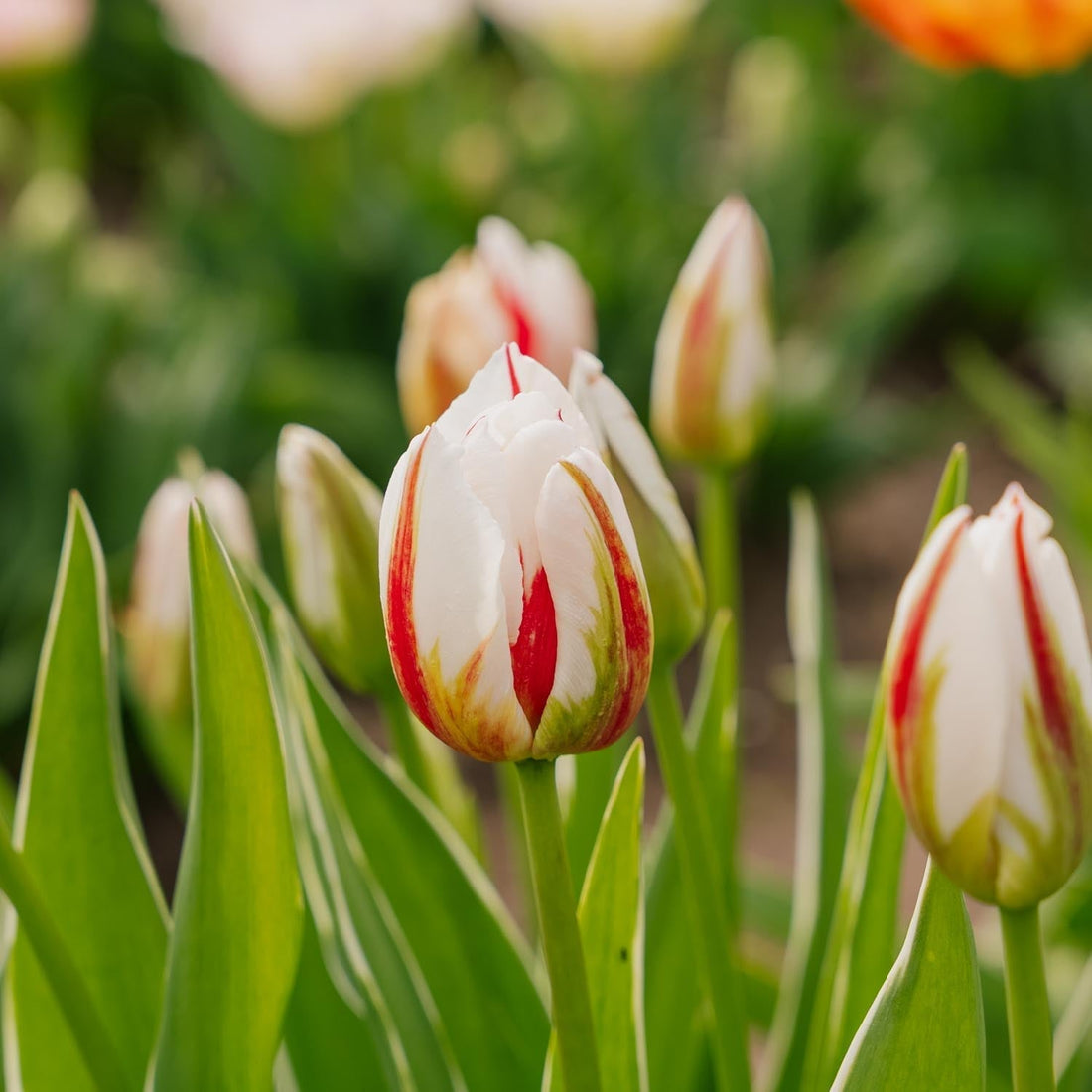 Tulipe 'Happy Generation'