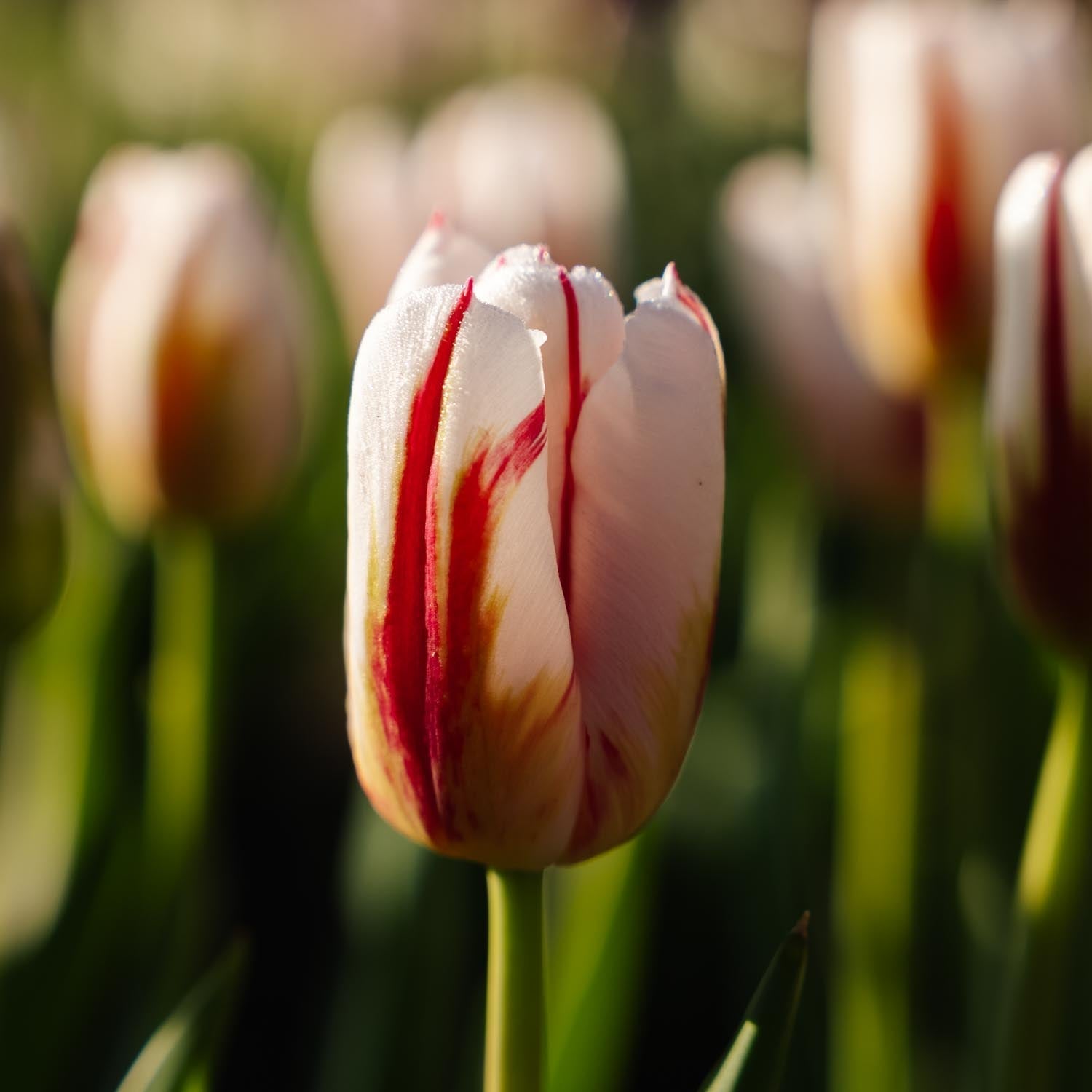 Tulipe 'Happy Generation'