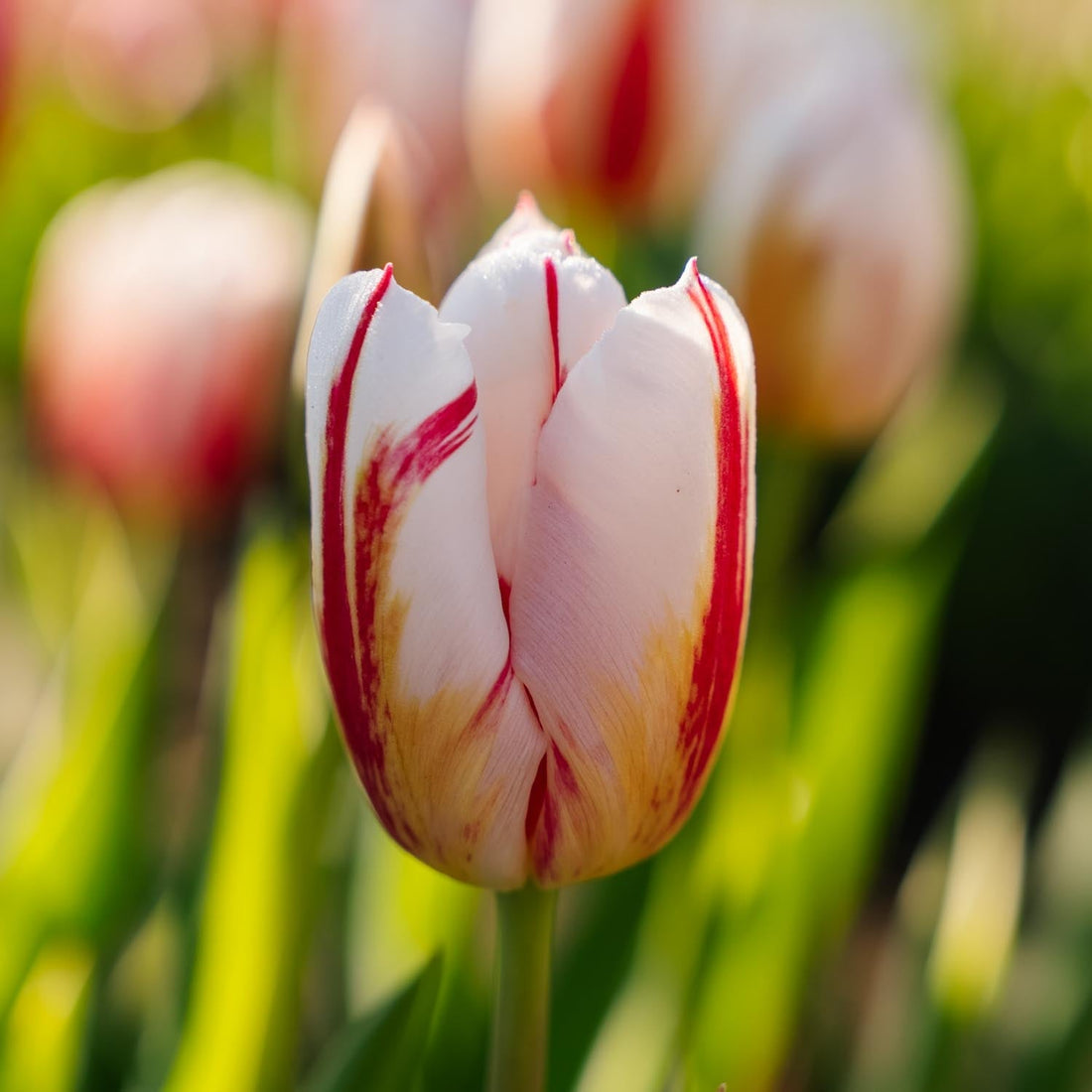Tulipe 'Happy Generation'