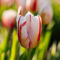 Tulipe 'Happy Generation'