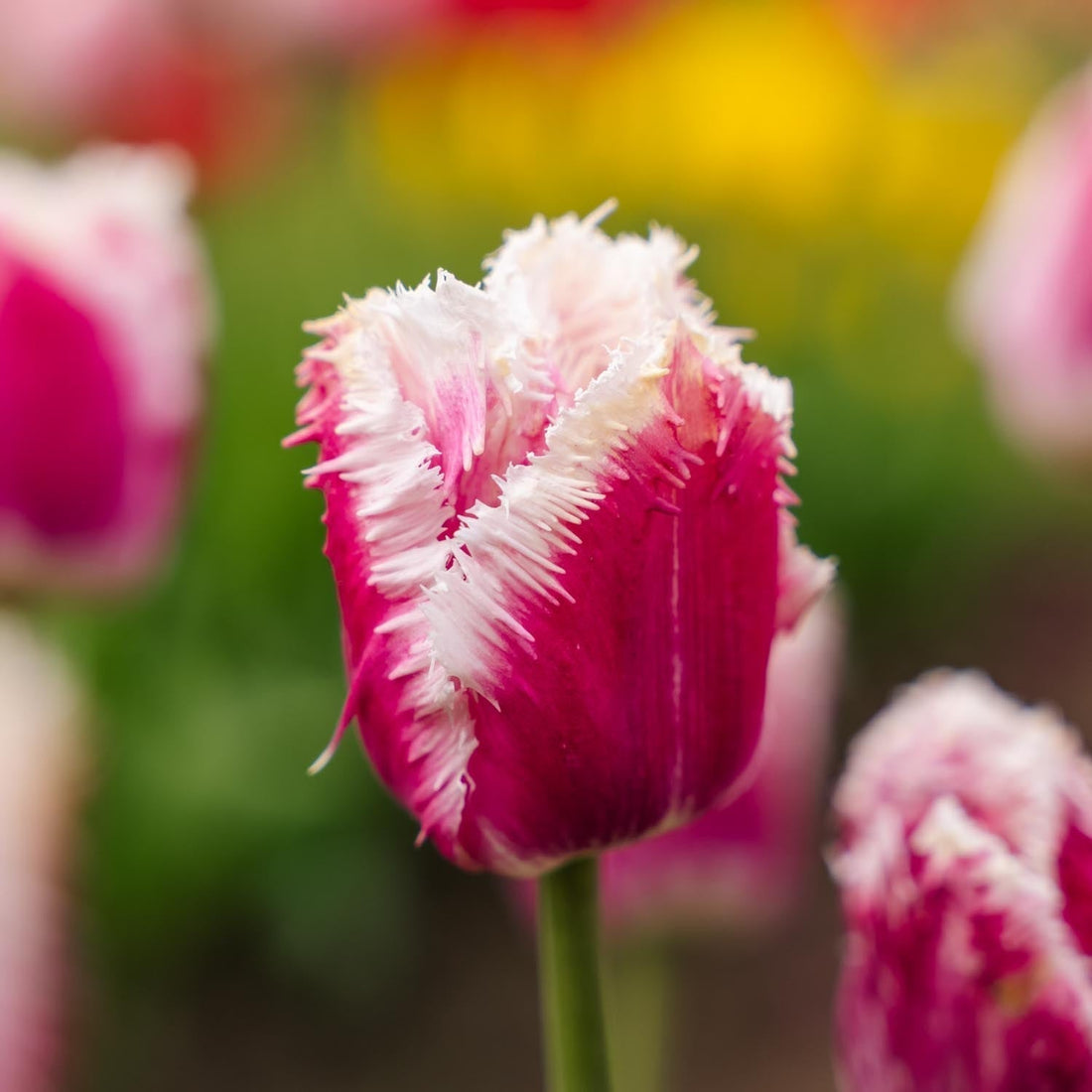 Tulipe 'Hawaii'