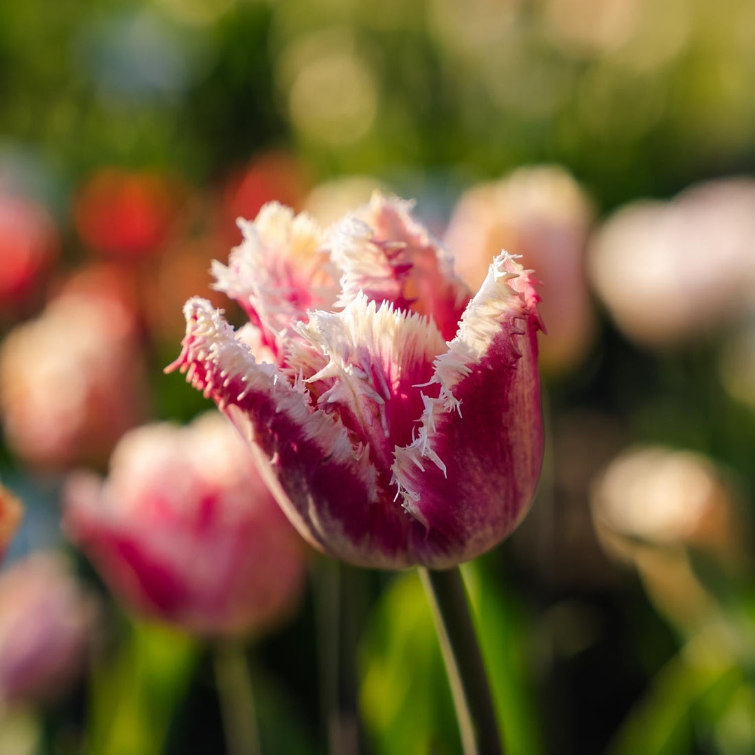 Tulipe 'Hawaii'