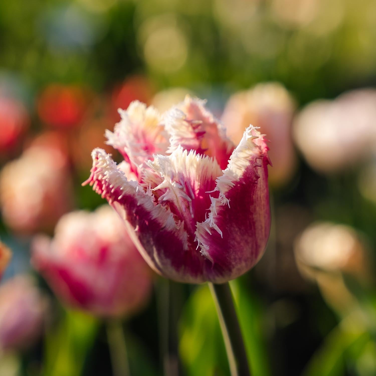 Tulipe 'Hawaii'