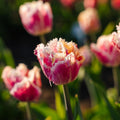 Tulipe 'Hawaii'