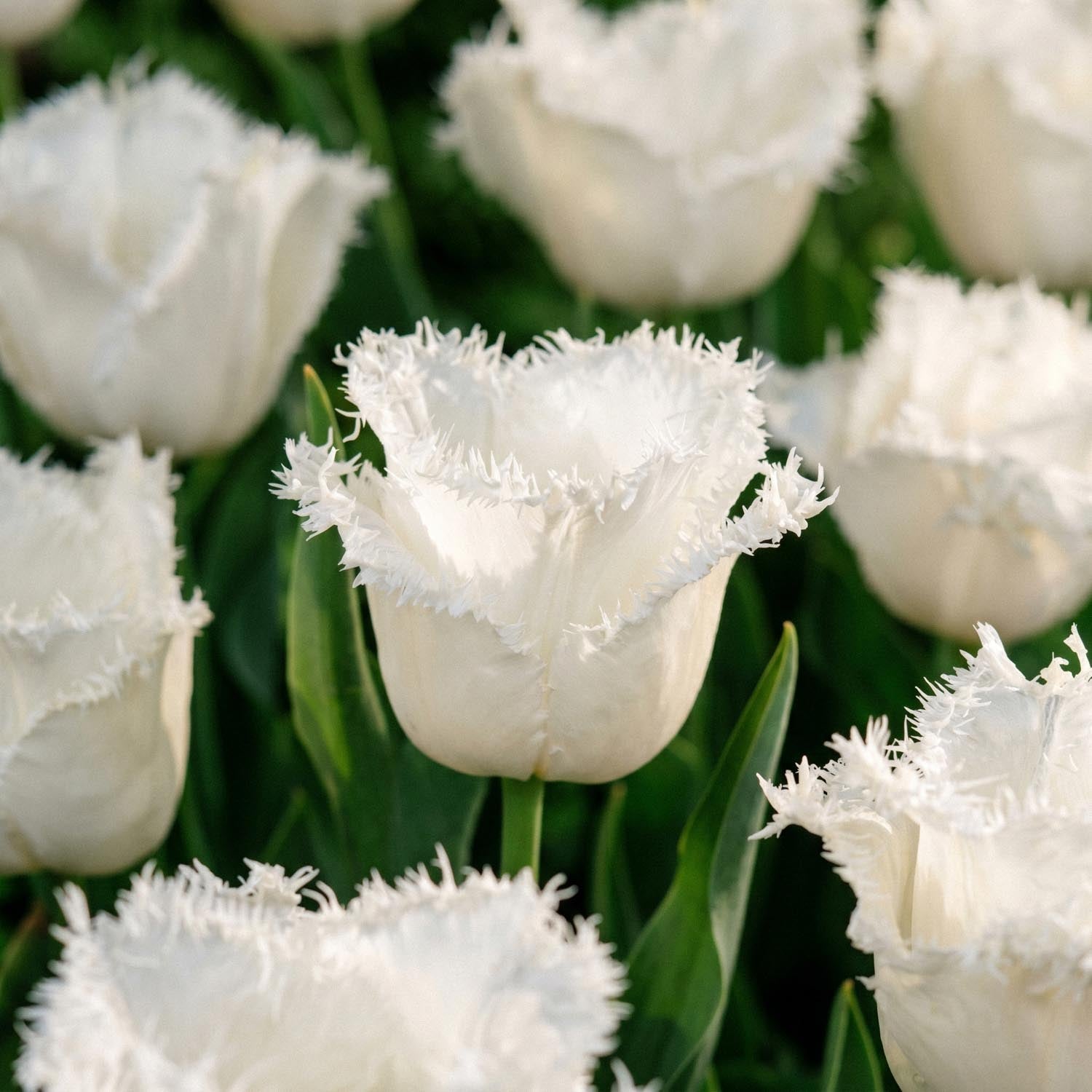 Tulipe 'Honeymoon'