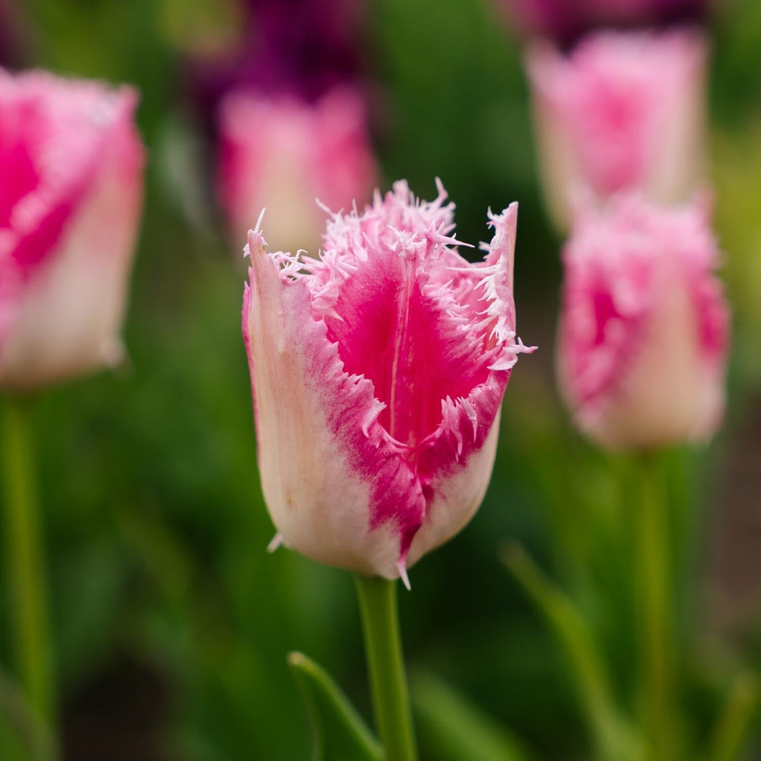 Tulipe 'Huis Ten Bosch'
