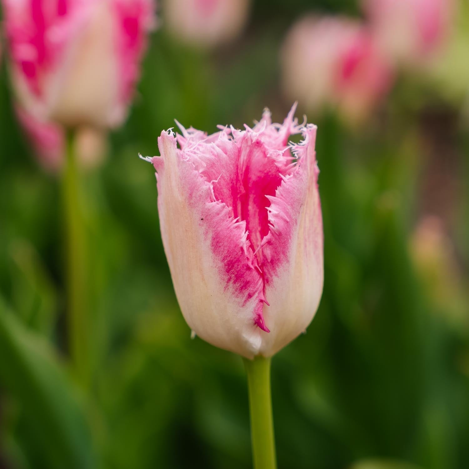 Tulipe 'Huis Ten Bosch'