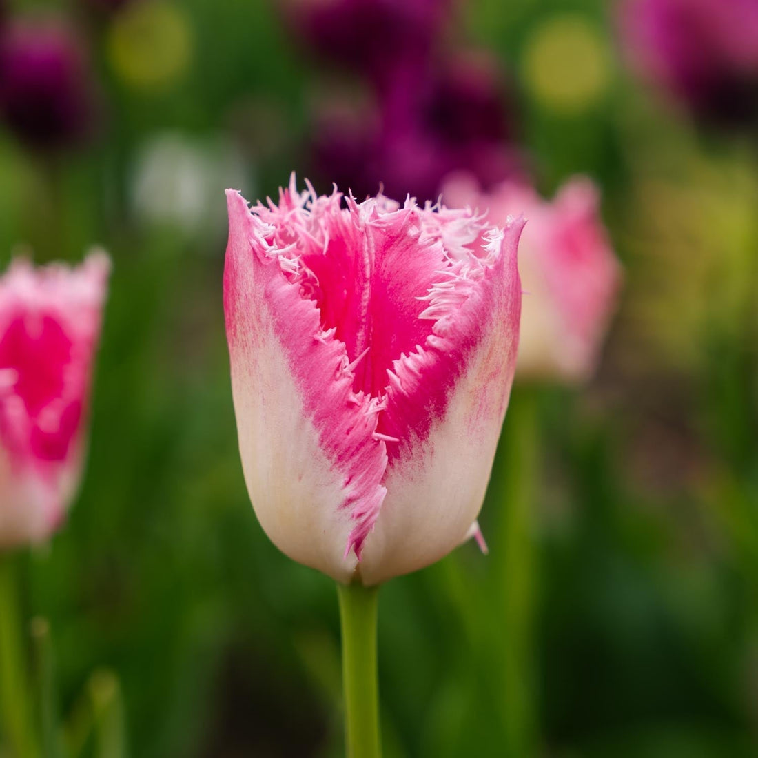 Tulipe 'Huis Ten Bosch'