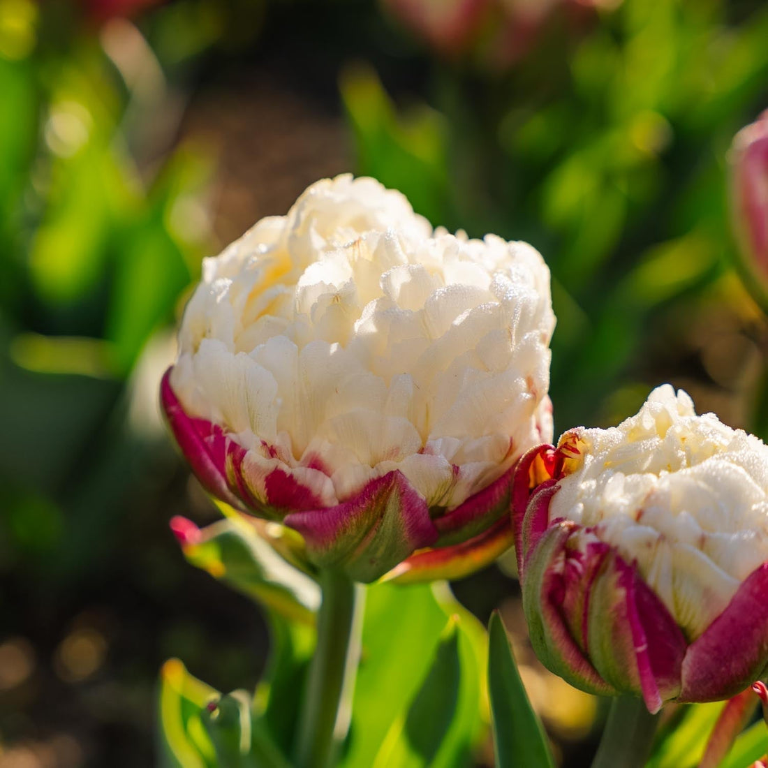 Tulipe 'Ice Cream'