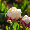Tulipe 'Ice Cream'