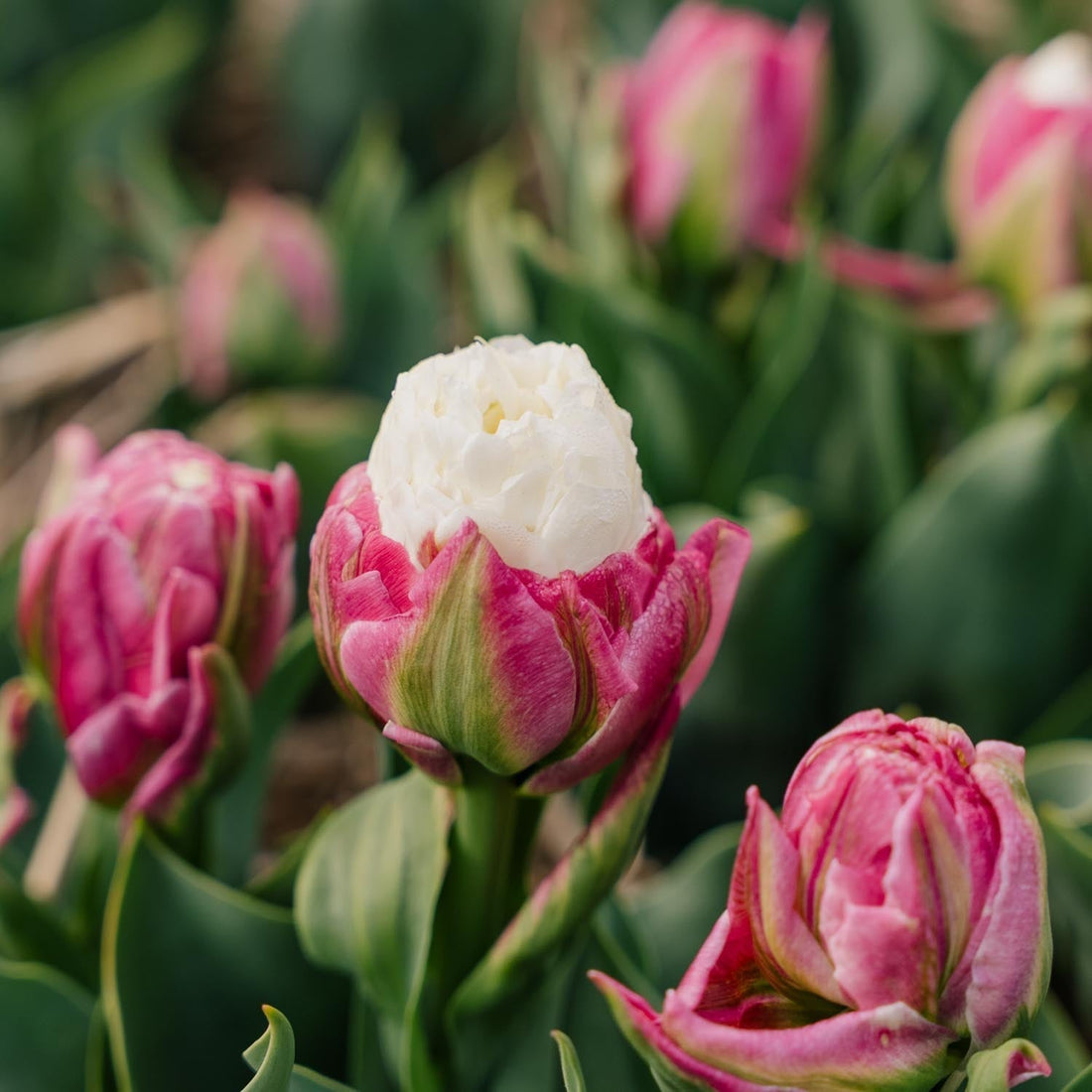 Tulipe 'Ice Cream'