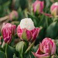 Tulipe 'Ice Cream'