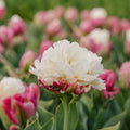 Tulipe 'Ice Cream'