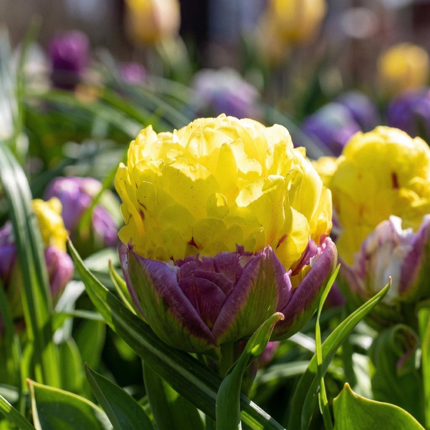 Tulipe 'Ice Cream Banana'