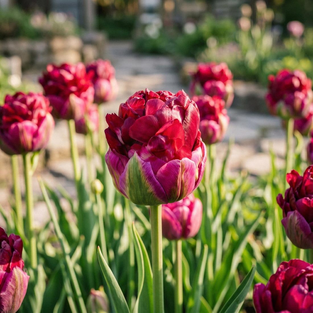 Tulipe 'Ice Cream Cranberry'