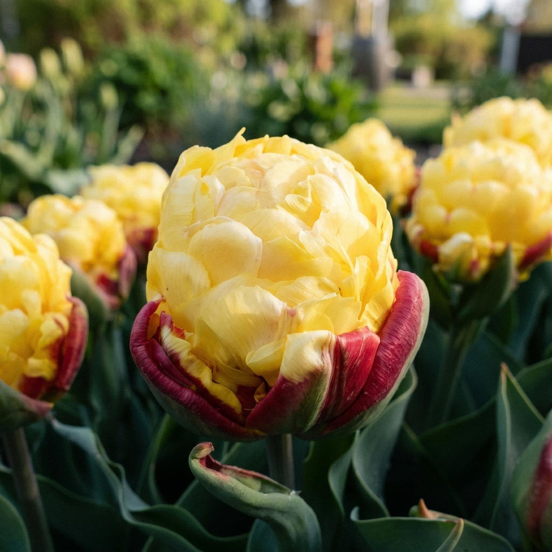 Tulipe 'Ice Cream Lemon'