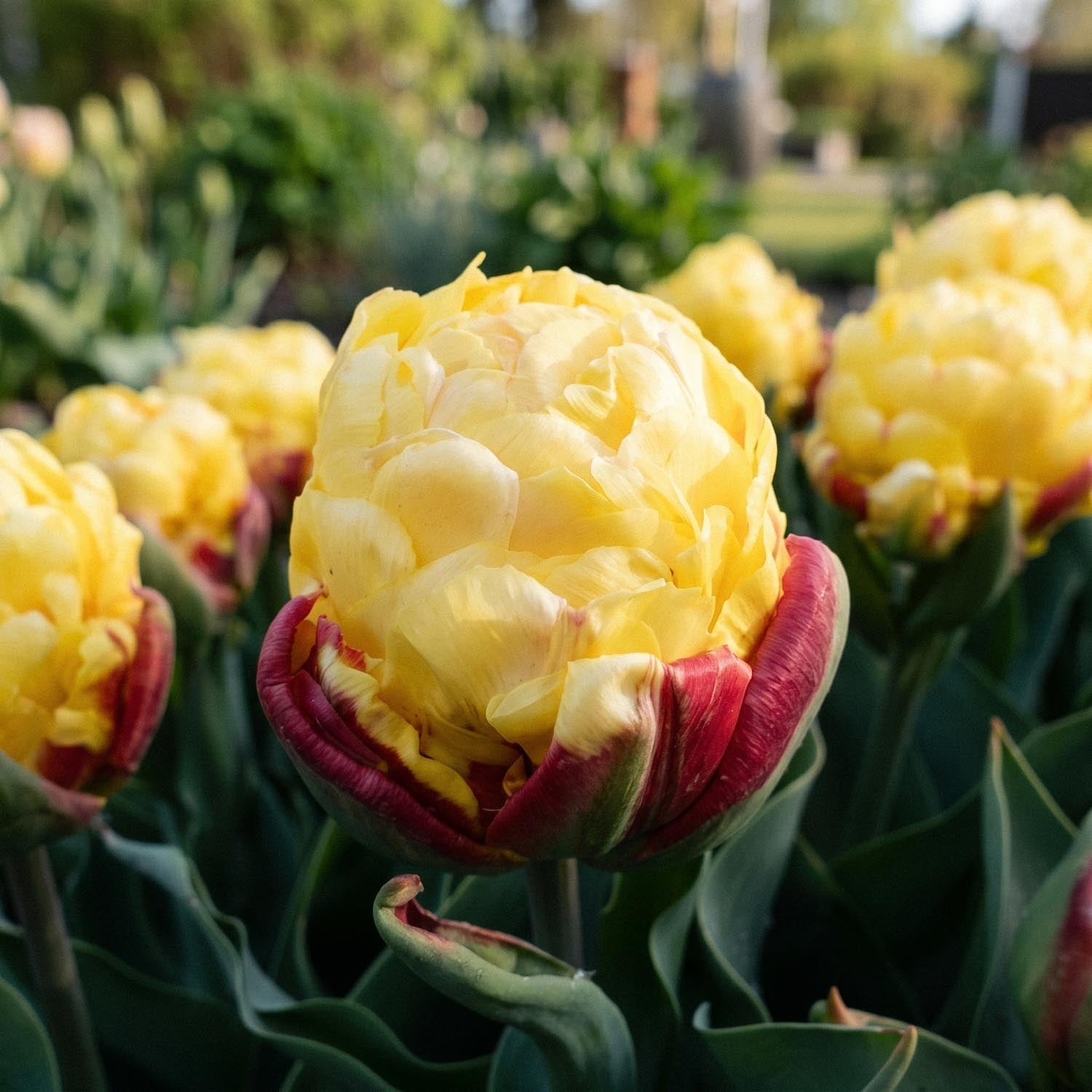 Tulipe 'Ice Cream Lemon'