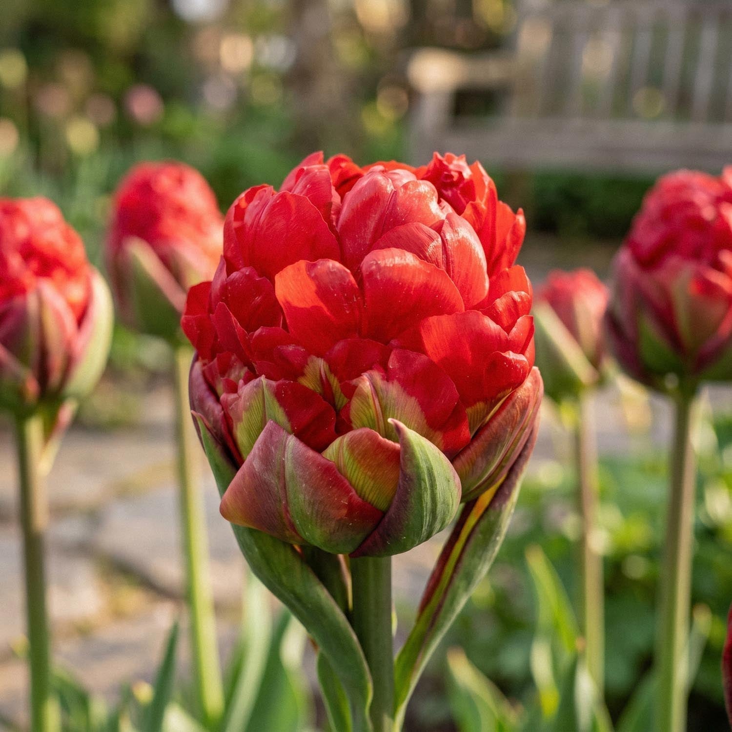 Tulipe 'Ice Cream Strawberry'