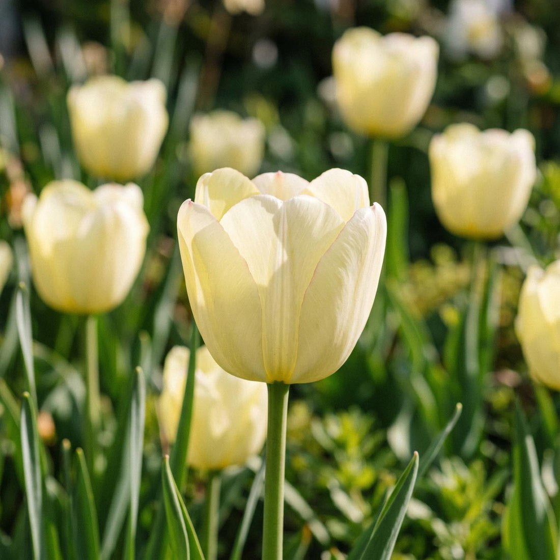 Tulipe 'Ivory Floradale'