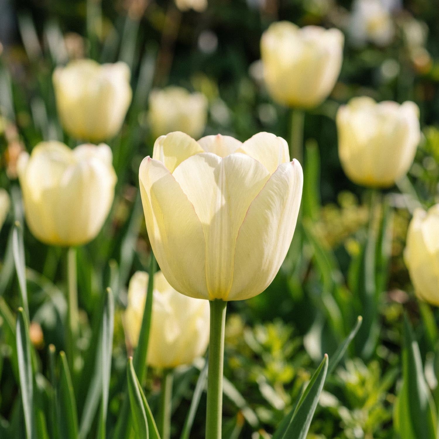 Tulipe 'Ivory Floradale'