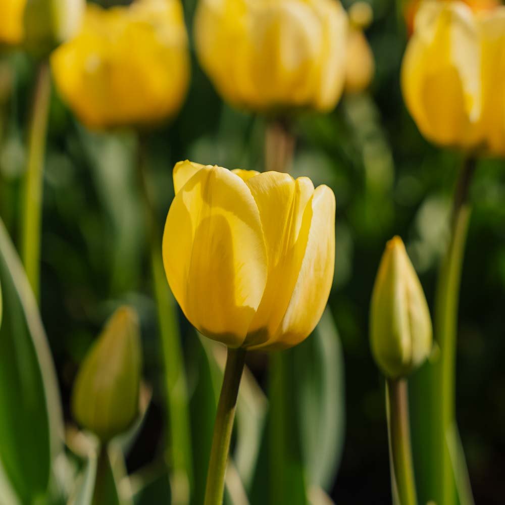 Tulipe 'Jaap Groot'