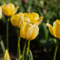 Tulipe 'Jaap Groot'