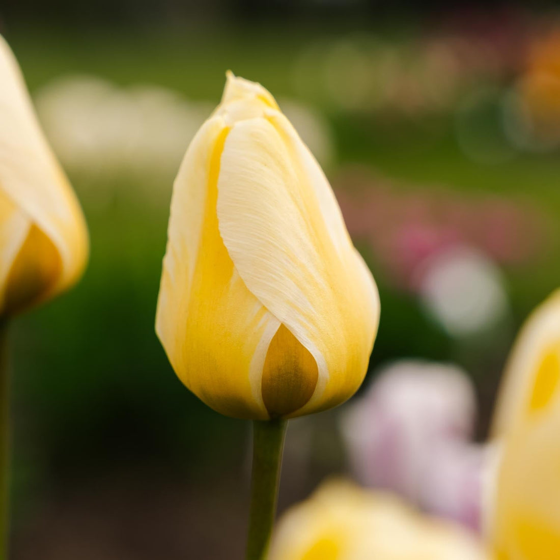 Tulipe 'Jaap Groot'