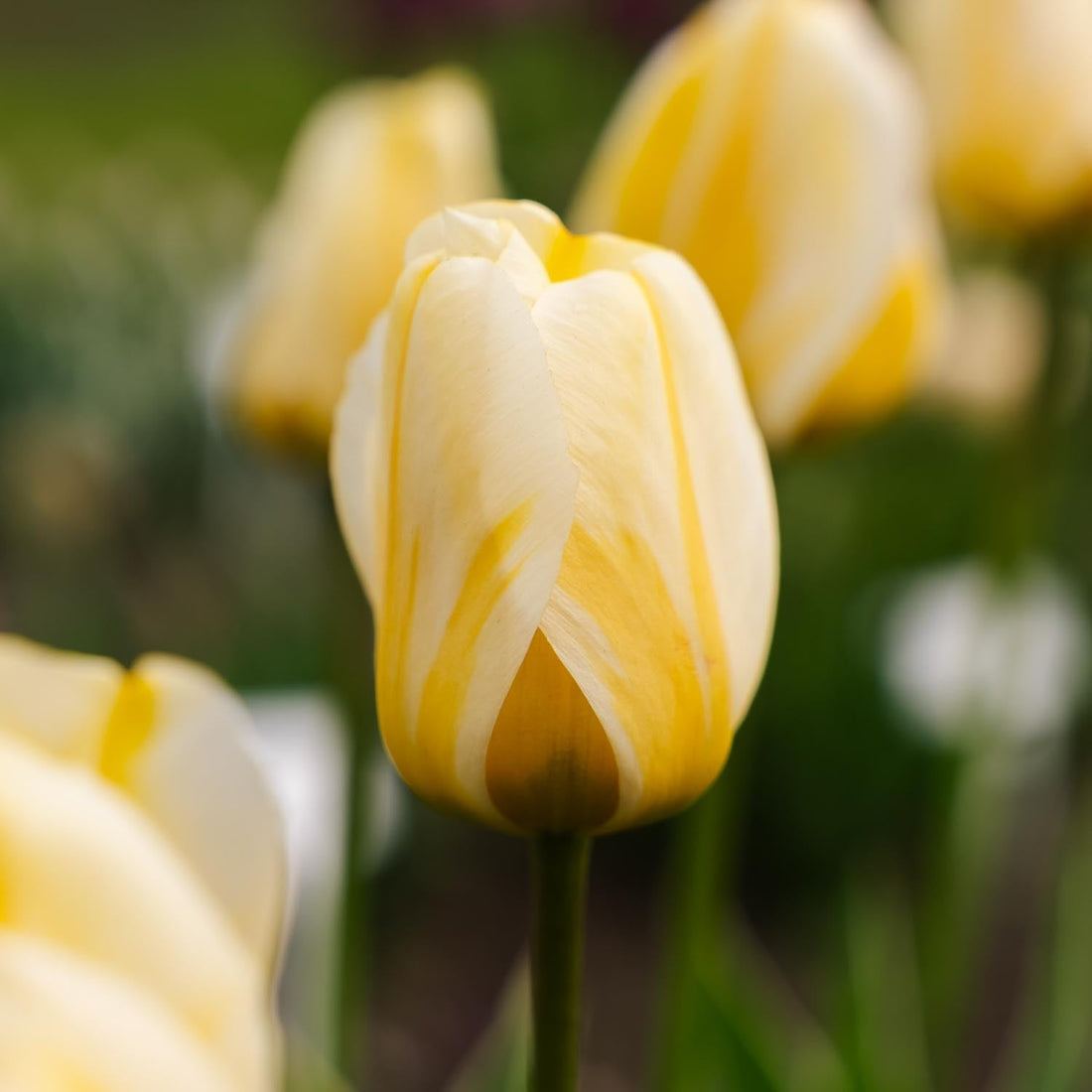 Tulipe 'Jaap Groot'