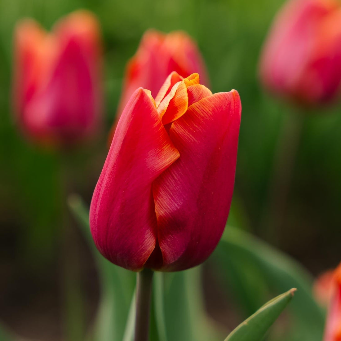 Tulipe 'Jimmy'