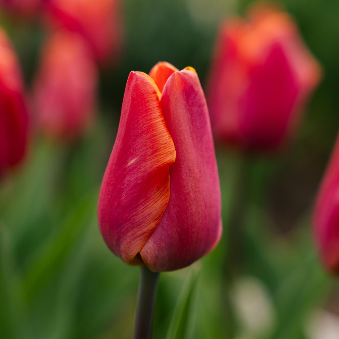 Tulipe 'Jimmy'