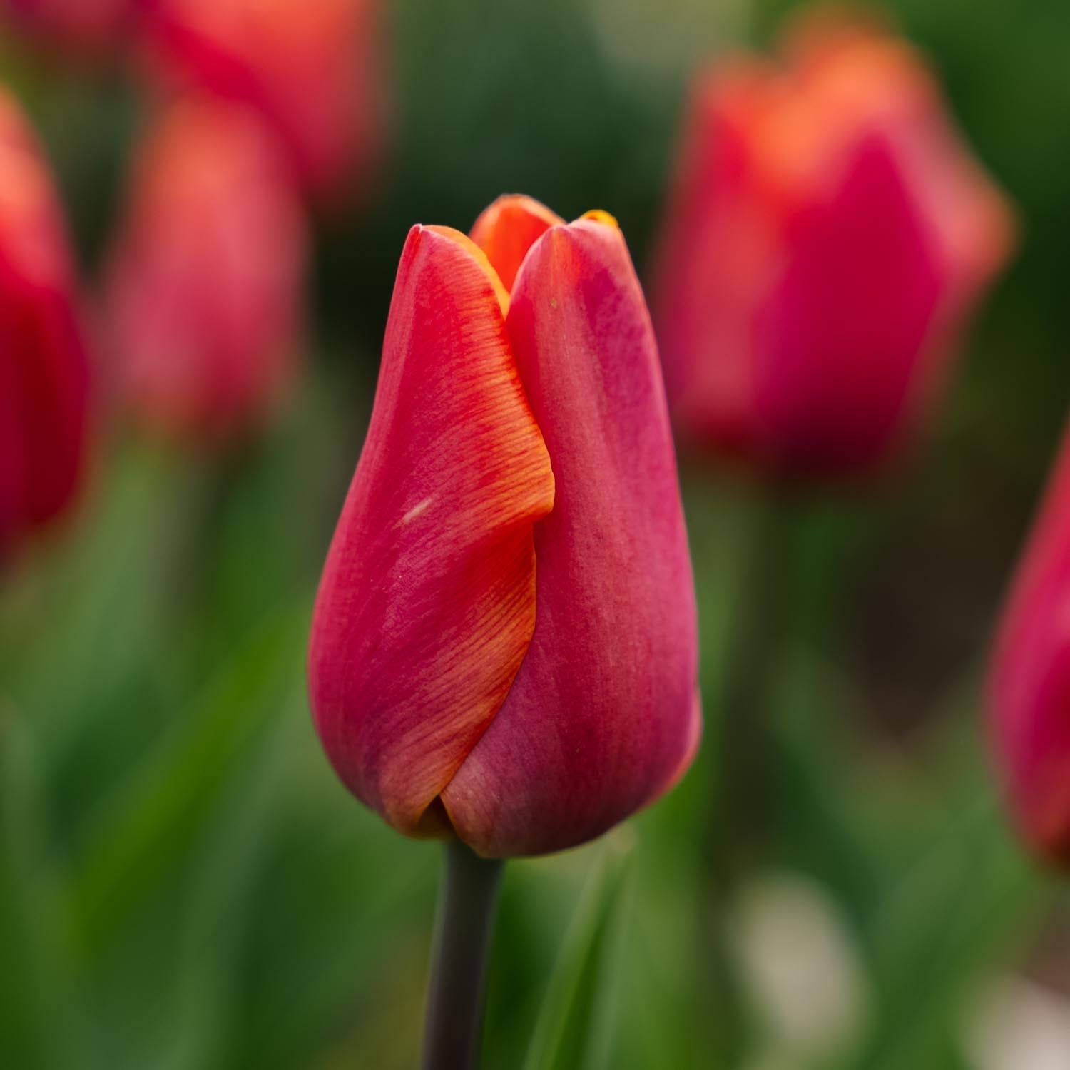 Tulipe 'Jimmy'