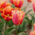 Tulipe 'Jimmy'