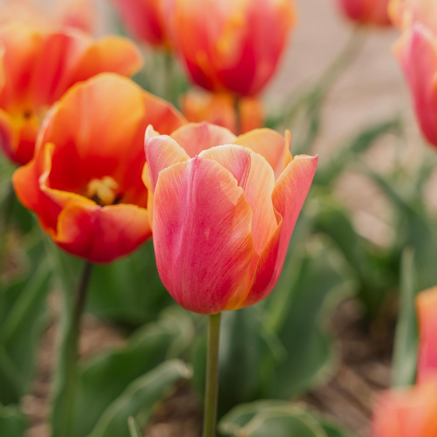 Tulipe 'Jimmy'