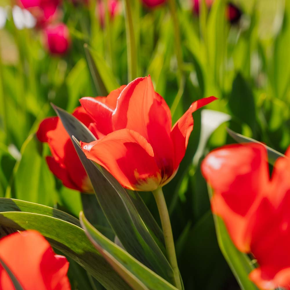 Tulipe 'Julius Caesar'