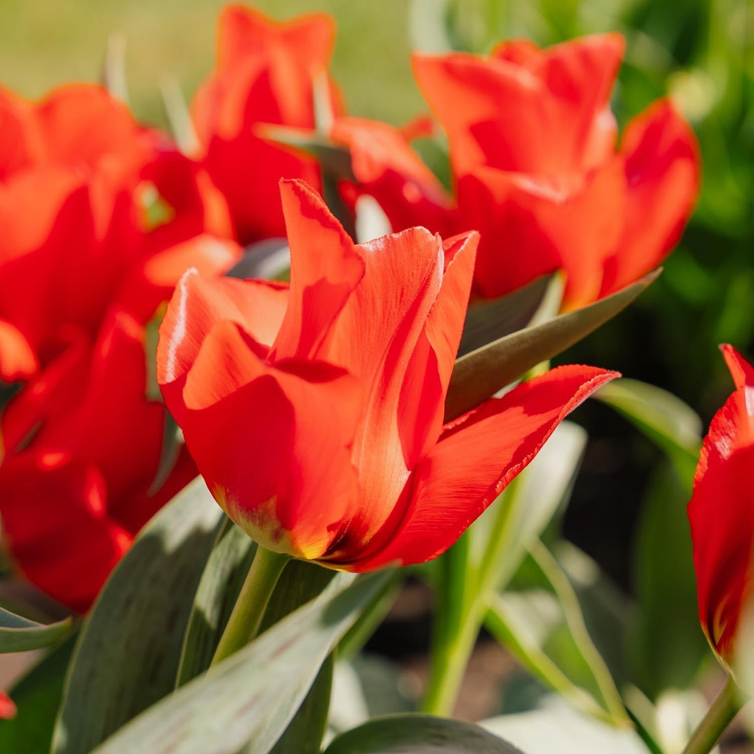 Tulipe 'Julius Caesar'