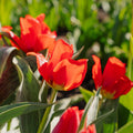 Tulipe 'Julius Caesar'
