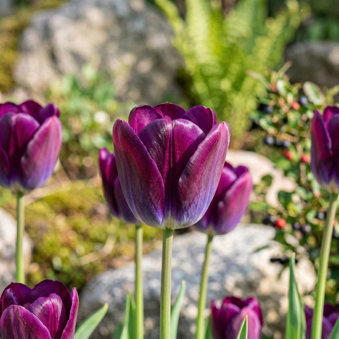 Tulipe 'Kansas Proud'